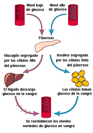 La función de la insulina sobre la glucosa