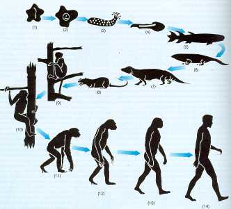 Imaxe da teoría sintética da evolución