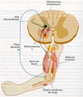 sistema musculo esqueletico