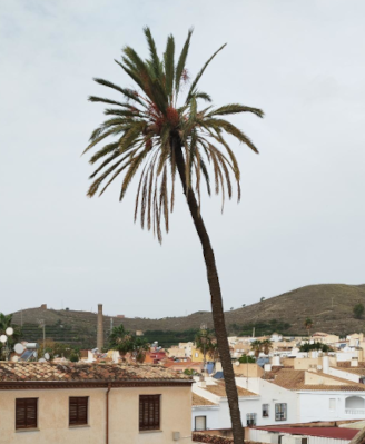 Imagen entrada edificio UNED Motril (Casa de la Palma)
