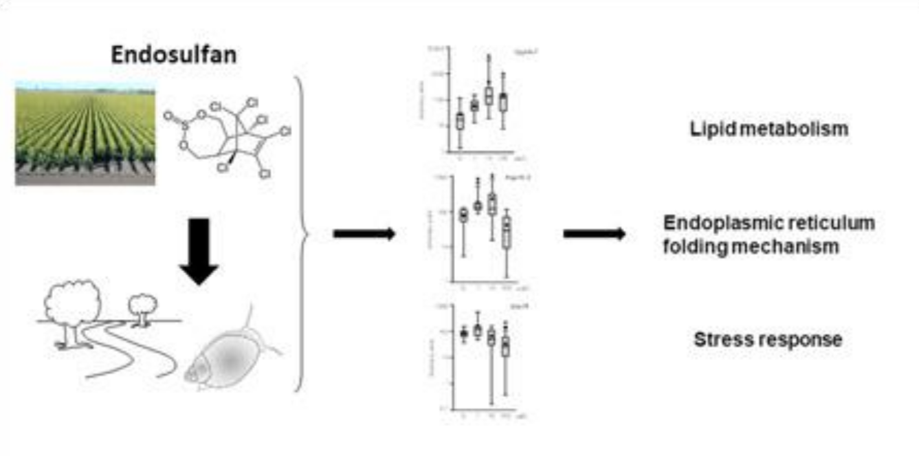 El pesticida endosulfán puede generar daños a largo plazo en las poblaciones del caracol acuático Physella acuta El pesticida endosulfán puede generar daños a largo plazo en las poblaciones del caracol acuático Physella acuta