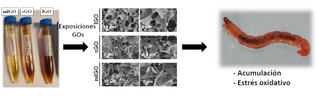 NOTICIA - Efectos toxicológicos de nanomateriales de óxido de grafeno en Chironomus riparius