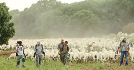 Fotografía del proyecto de trashumancia Medelca con el rebaño