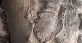 Detalle de Edmontosaurus con impresiones piel y pezuña fosilizados