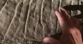 Detalle de Edmontosaurus con impresiones piel y pezuña fosilizados