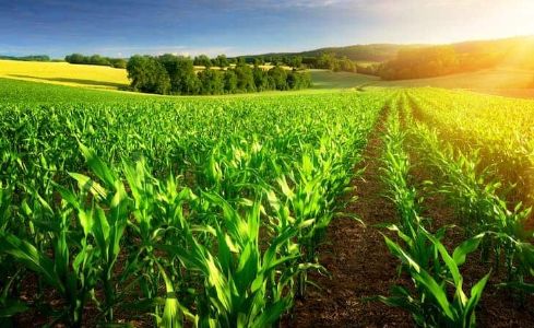 AGRICULTURA BIOINTENSIVA