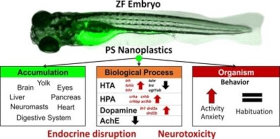 NOTICIA - Efectos de los nanoplásticos sobre el sistema nervioso de larvas de pez cebra