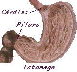 Digestión en el estómago 