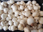 Champiñones