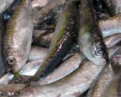 Sardinas