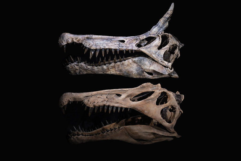 Cráneos del nuevo espinosaurio Spinosaurus mirabilis de Níger (arriba) y de su pariente más conocido, Spinosaurus aegyptiacus (abajo), hallado en el norte de África. Fotografía: Keith Ladzinski.