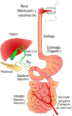 El proceso de la nutrición