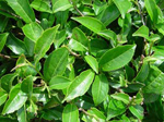 Té verde