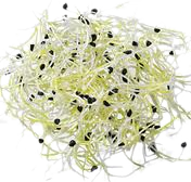 alfalfa germinada