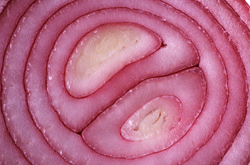 Cebolla