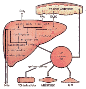 Metabolismo de las grasas