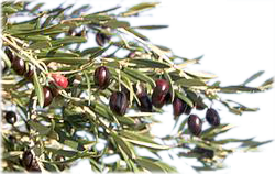 Aceitunas