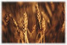 carbohidratos