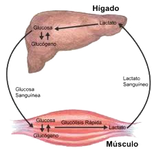 Ciclo del glucogeno
