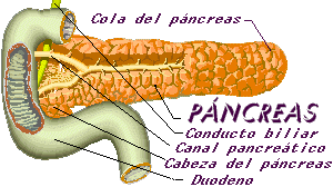 Digestión intestinal 