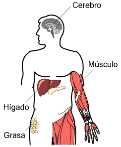 Fisiología de la diabetes